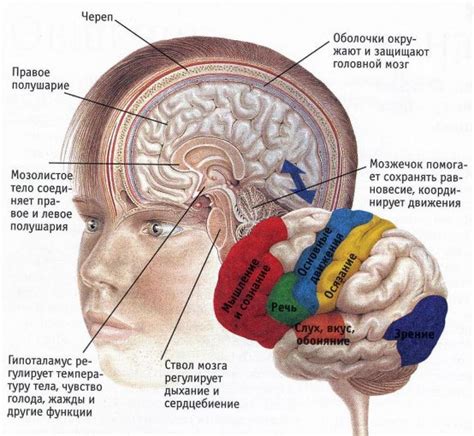 Связь ощущений с позицией головы