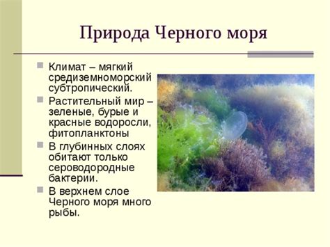 Символическое значение Черного моря в сюжете поэмы