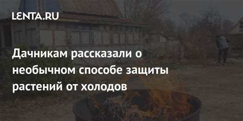 Советы по сохранению растений от ночных холодов