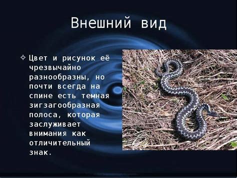 Сон о загадочной гадюке и его сакральное значение
