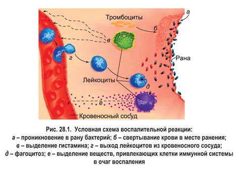 Срыгивание как защитная реакция организма