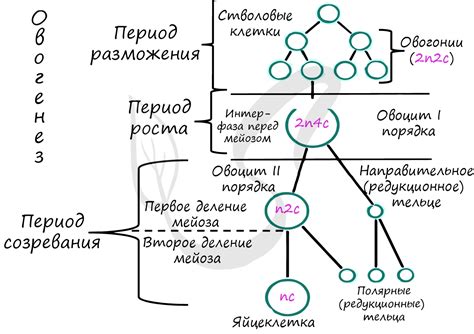 Стадия формирования конечных продуктов