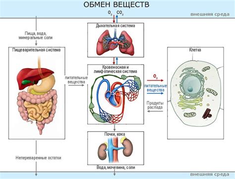 Стимуляция обменных процессов и ускорение обмена веществ