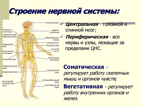 Строение и функции центральной нервной системы