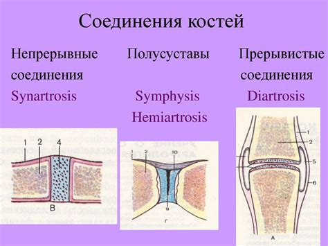 Строение локтевого соединения: соединение суставных элементов и их роль в движении отведения