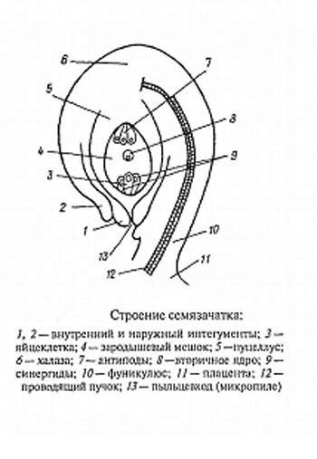Структура и задачи семязачатка