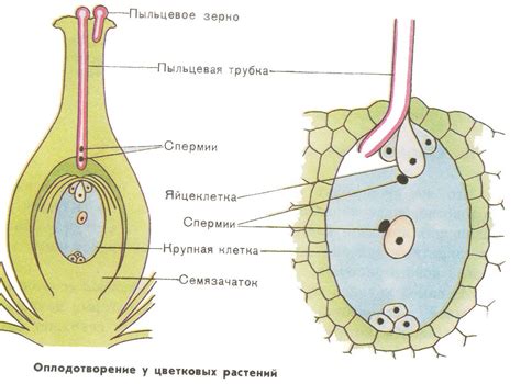 Структура и компоненты семязачатка