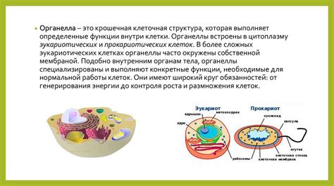 Структура и органеллы