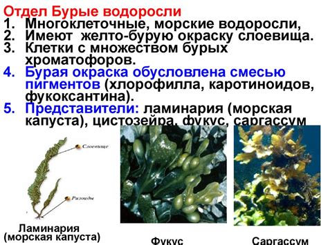 Структура и форма водорослей