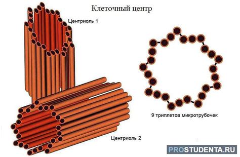 Структура и функции центросомы