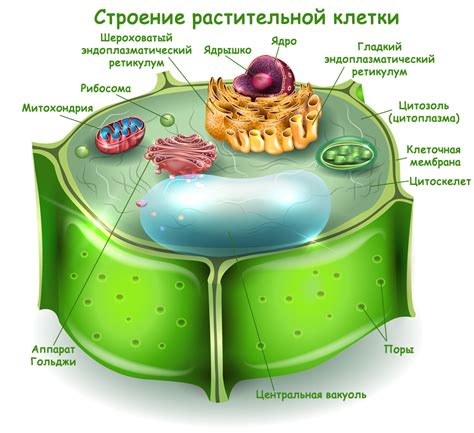 Структура клеток растений