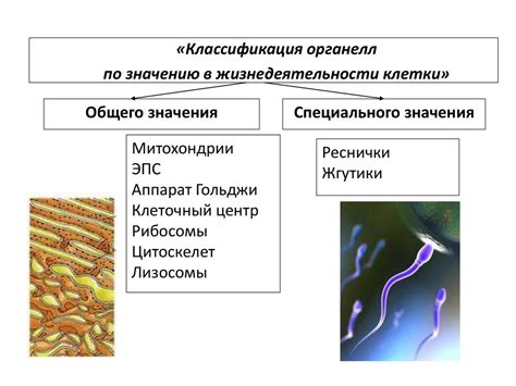 Структурные компоненты маслин