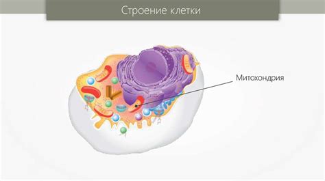 Структурные особенности и функциональные роли гранул внутри клетки