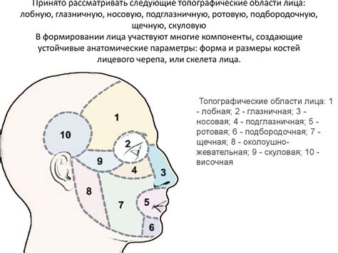 Сущность процедуры округления приподнимающейся области лица