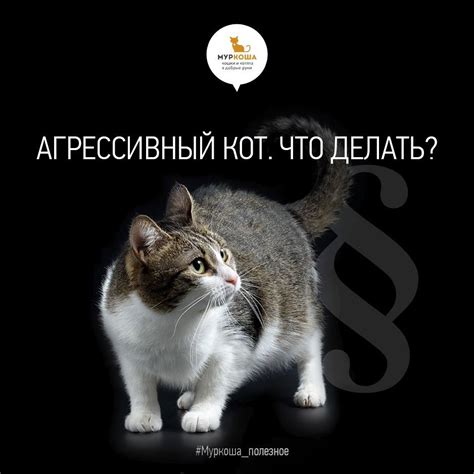 Территориальное поведение: причина агрессивного поведения в отношениях кошек