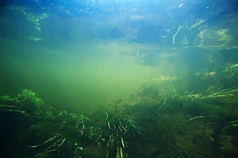 Территории, где процветают карминовые водоросли: неоткрытая экосистема