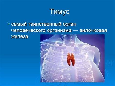 Тимус - стратегический орган для защиты организма