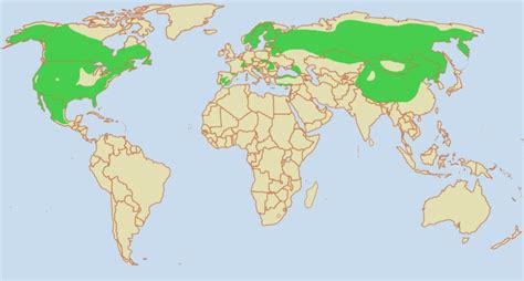 Типичные места обитания рыси