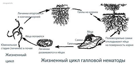 Типы нематод и их распространение