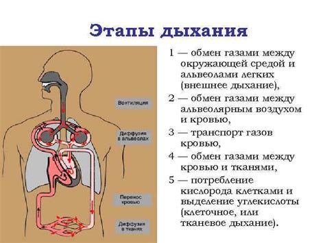 Транспорт веществ во внутреннюю среду клеточного компонента: процессы и механизмы