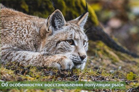 Угрозы и меры охраны рыси