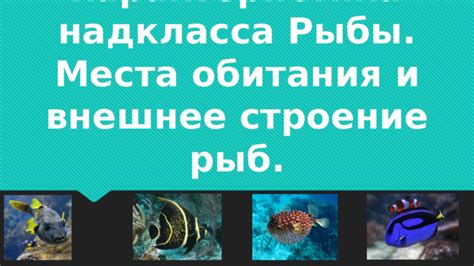 Узнайте основные привычки и места обитания рыбы