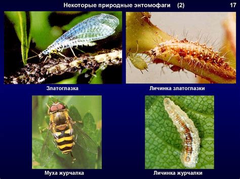 Укрепление защиты от нападений вредителей и предотвращение травм