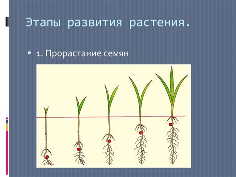Улучшение плодородия грунта и роста растений