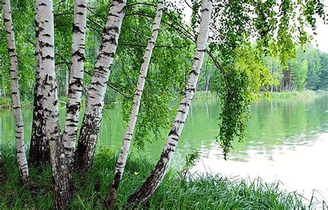 Уникальная черта пейзажа: береза у воды