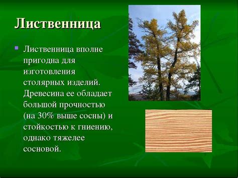 Уникальные свойства и значимость ясеня