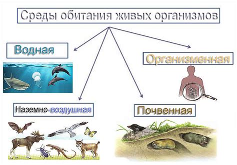 Уникальные условия среды обитания: как рысь приспособляется к разнообразным экосистемам