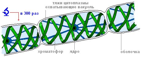 Уникальный строение и функции клеток спирогиры