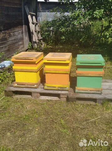 Условия для благополучного размещения пчел в сельском кооперативе