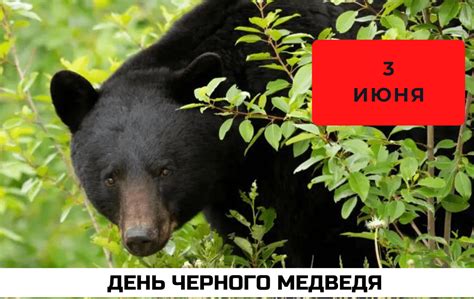 Условия для появления черного медведя в игре