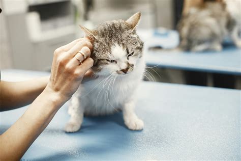 Уход за спиной и благополучие питомцев в мире кошек