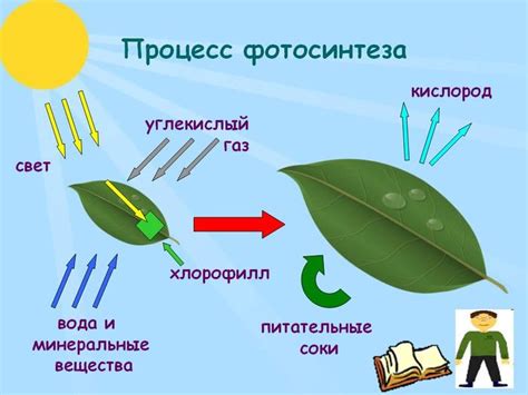 Ухудшение процесса фотосинтеза и недостаток питательных веществ в растении