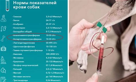 Факторы, которые могут способствовать снижению коэффициента ритиса у собак