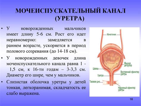 Факторы, обуславливающие возникновение белых секретов из мочеиспускательного канала у женщин