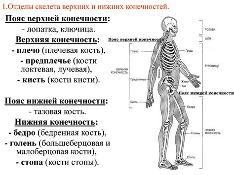 Физиологические и генетические особенности структуры верхних конечностей
