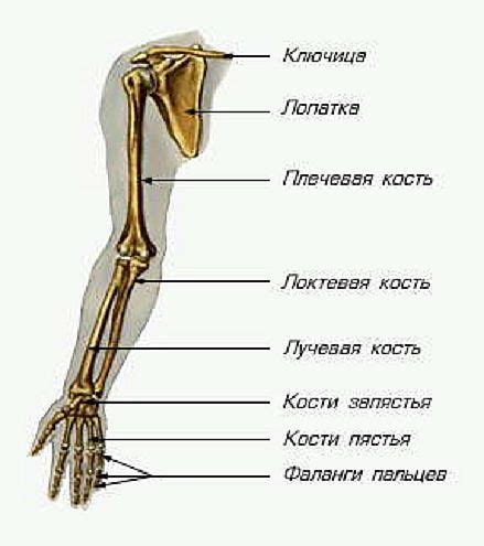 Физиология движений сустава перста на верхней конечности
