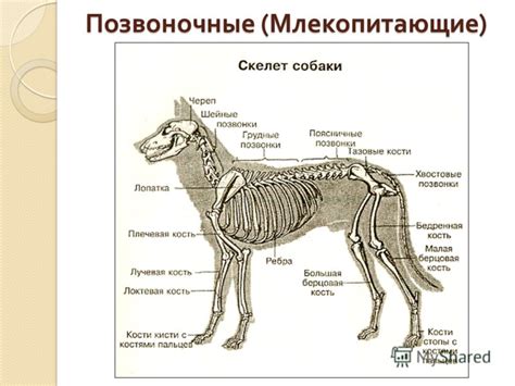 Физические особенности и структура позвоночных у кошек