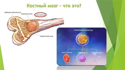 Фильтрация крови и участие в иммунной системе