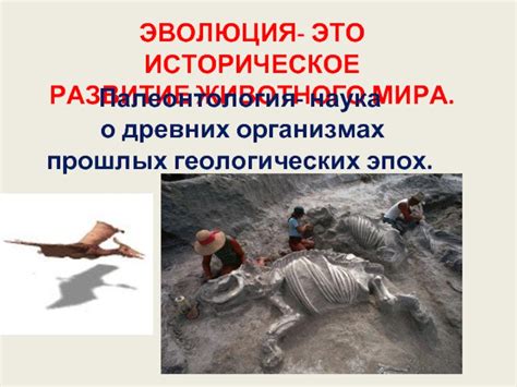 Формирование ядерного центра в организмах животного мира