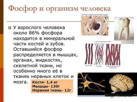 Фосфор в организме: отклонения и их последствия
