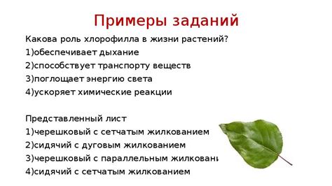 Функции хлорофилла в жизни растений