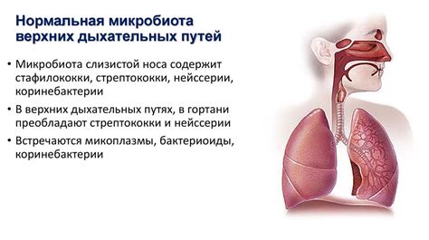 Функциональная роль эпителия верхних дыхательных путей