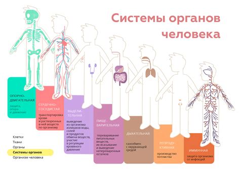 Функциональные аспекты органов человека: от обмена веществ до движения и координации