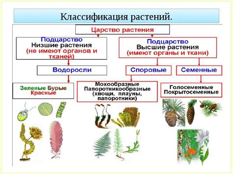 Характерные черты и внешние признаки обитателя растительного мира