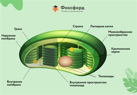Хлоропласты и фотосинтез