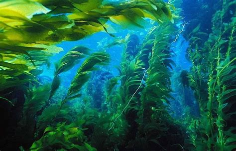 Что такое редкие морские водоросли и их удивительные свойства